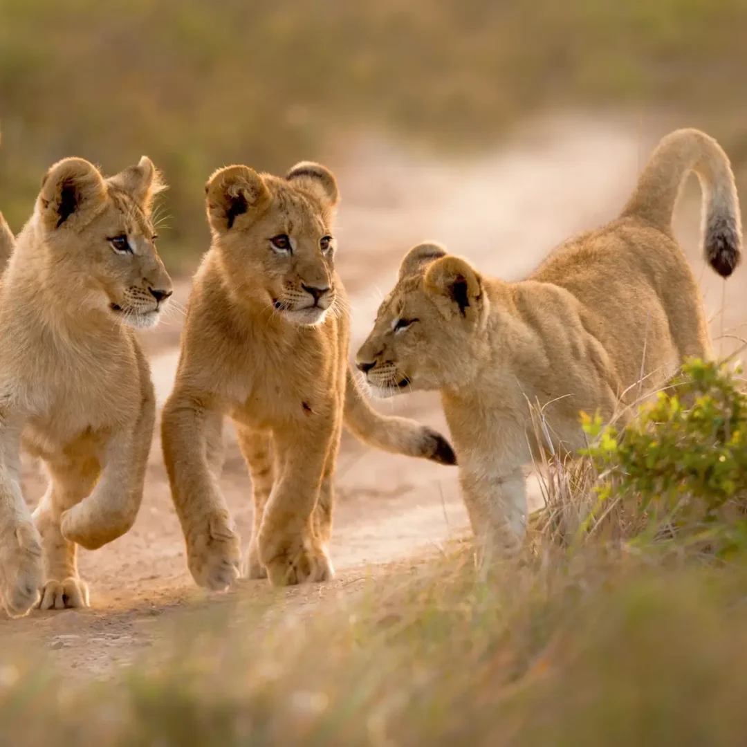 A pride of lions in Africa