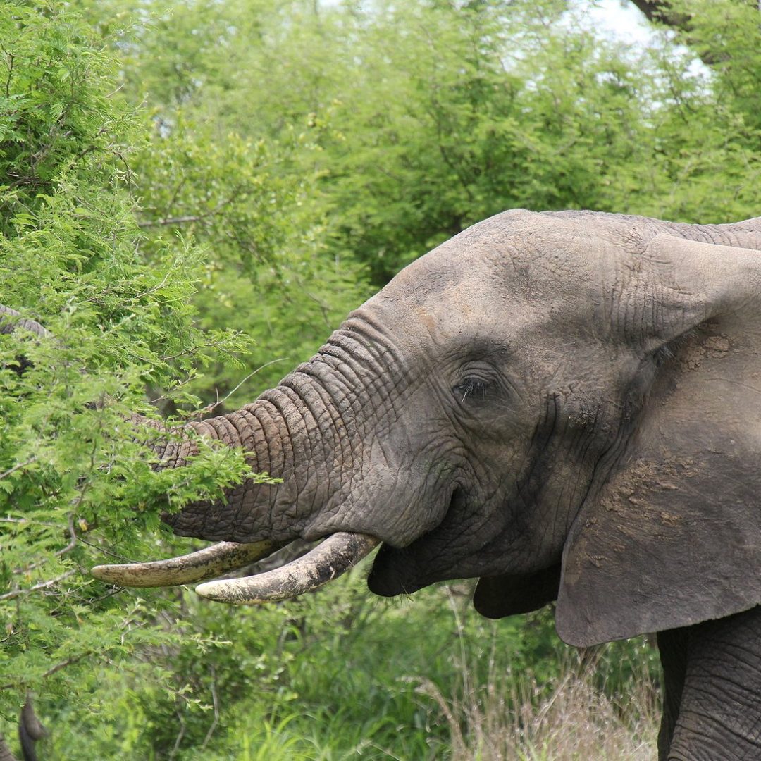 Elephant in safari. African elephant in the wild. Big elephant in Africa. Elephant in Zimbabwe. Elephant portrait. Friendly elephant. Male african elephant. Elephant in the bush.