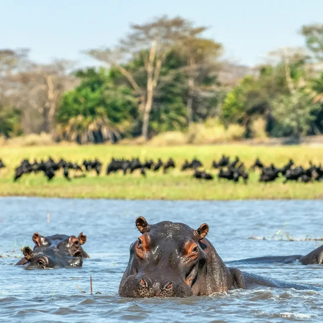 Hippos in Uganda. Credit: Getty