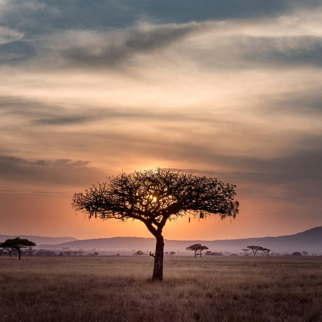 The sun sets in the Serengeti, Tanzania