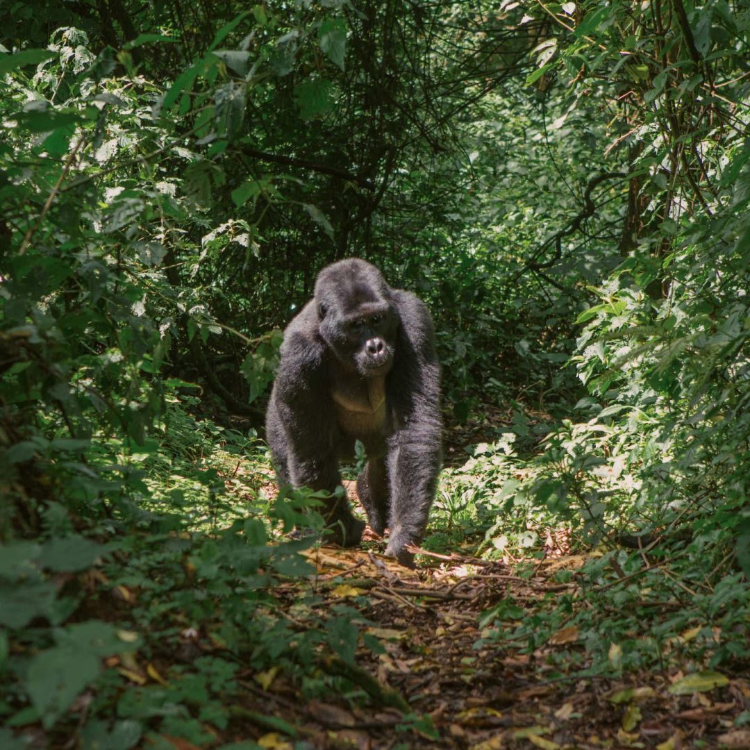 uganda-gorilla